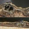 shepherdiae