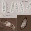 fusispora