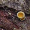 pseudofarinacea
