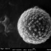 verrucispora
