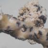 dialeuca