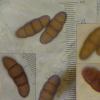 libanotidis