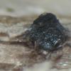 vicinum