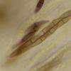 vicinum
