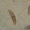 brunneosporum