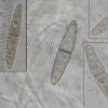 brunneosporum