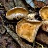 fusispora