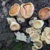 fusispora