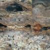 appendiculata