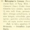 cumana f. macrospora