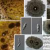 macrosporum