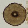 nigroannulata