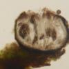 japonica