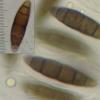 elegans