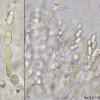 oropensoides