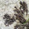 corniculatum