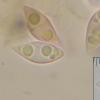 corniculatum