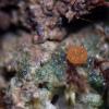 coccinea