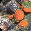 humosa var. anthracobia