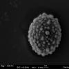 phagospora