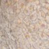 carpoboloides