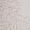 carpoboloides
