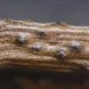 epicalamia
