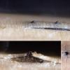 herpotrichoides s. lat.