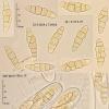 vagans