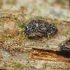 platanoidis