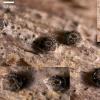 nigrostriata