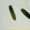 ontariensis