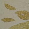 rubelloides