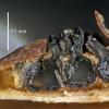 platanoidis
