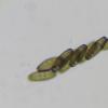 lanciformis