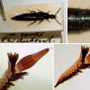 philonthinus