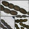 grandispora