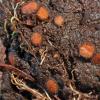 decipiens
