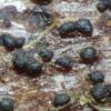 conigenus
