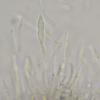 conigenus