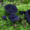 ovalispora