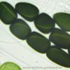 megalospora