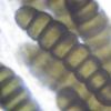 octonalis