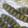 octonalis