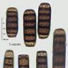 hemipsilum
