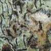 microspilum