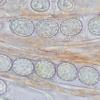 calospora