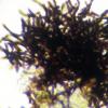 punctata