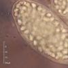 polysporus