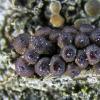 caudata